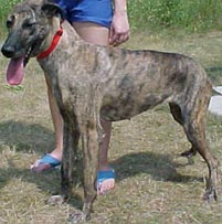 whippet greyhound mix